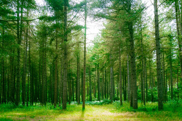 Idyllic pine forest seen during midday. Located in Thetford, East Anglia, UK. The dense fir trees...