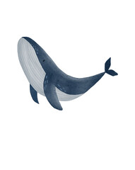 HandDrawn Blue Whale Illustration Isolated on White Background Perfect for OceanThemed Designs and Educational Materials