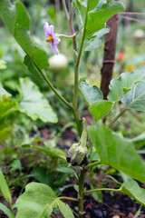 Homegrown vegetables on an organic domestic farm