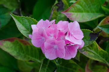 Hydrangea macrophylla