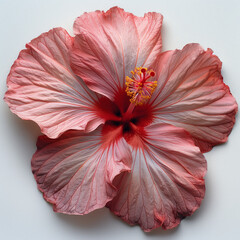 Close-Up of Pink Hibiscus Flower on White Background. Detailed close-up of a pink hibiscus flower with vibrant petals on a white background