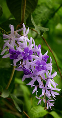 Beautiful Purple Wreath(Petrea Volubilis) or Queen's Wreath, Sandpaper Vine decorated in the garden.