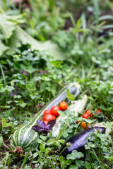 Homegrown vegetables on an organic domestic farm