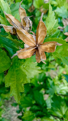 Hibiscus syriacus dried flower and green leaves