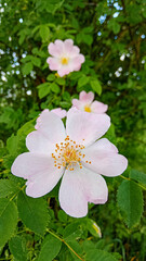beautiful pink wold rose flowers in the nature garden and fresh green leaves