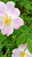 beautiful pink wold rose flowers in the nature garden and fresh green leaves