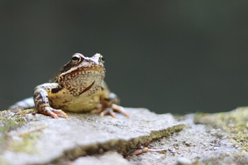 frog on the ground