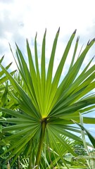 Toddy palm tree ,Sugar palm Leaf texture.Asian palmyra palm tree green leaf texture. The sun shines brightly on the green leaves of the  tree.Palm trees with blue skies