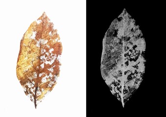 dry leaves with vein isolated on a white background with​ alpha channel.