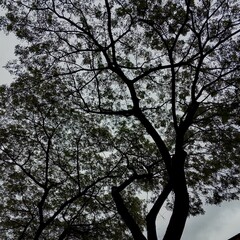 tree branches in the photo from below