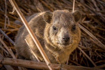 The rock hyrax, a Middle Eastern rodent, in the dry bushes of Israeli desert, at Ein Gedi natural reserve.
