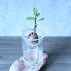 小さな植物を持つ女性の手