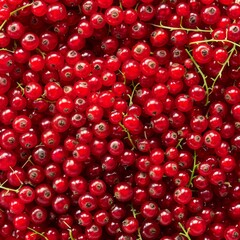 Red currant berries texture background, Ribes rubrum fruits pattern, many redcurrant mockup, pink berries