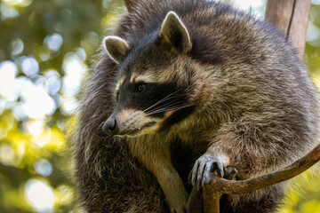 Close-up a common raccoon sits on the branch toward the camera lens with a green background on a sunny summer day. 