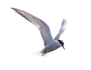 Fototapeta premium isolated on white large sterna in fast free flight
