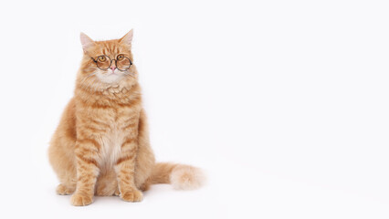 Obraz premium Orange cat wearing glasses against a white background. Cute ginger Cat sitting and looking directly at the camera. Close-up shot ideal for pet-themed products or advertising. Smart cat. Copy space. 