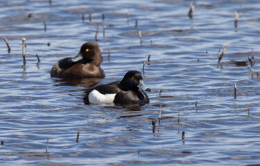 Tufted duck couple swimming in water