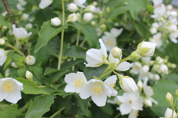 Jasmine Bunch. Decorative Bouquet of Aromatic White Blossoms.