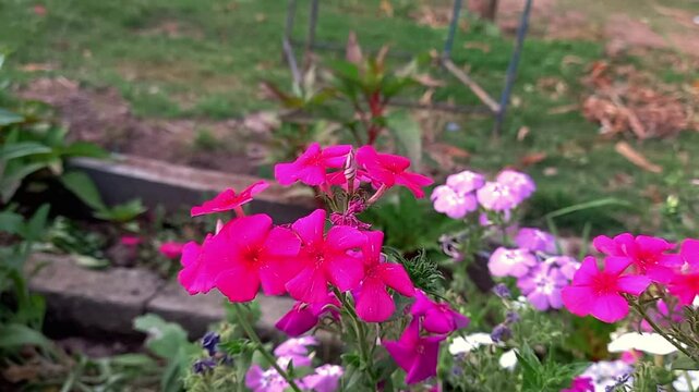 Vivid red and pink phlox flowers blooming in a lush garden setting, exuding natural beauty and charm. Detailed close-up footage ideal for nature, gardening, or floral-themed content. 