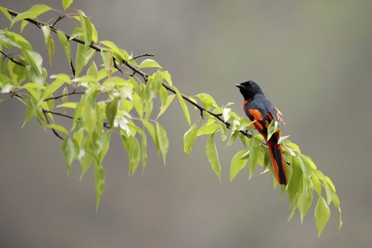 Male Scarlet Minivet (Pericrocotus speciosus) perched on a tree branch in Sattal, Uttarakhand, India