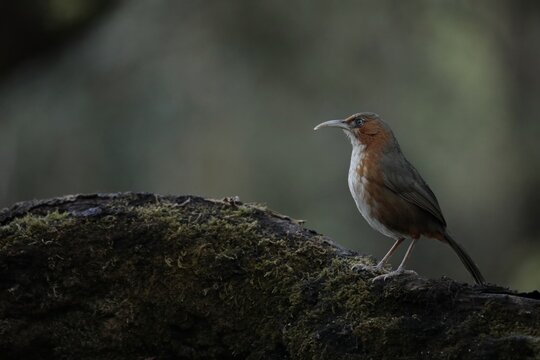 Indian Scimitar Babbler Perched on Tree Branch in Sattal, Uttarakhand, India