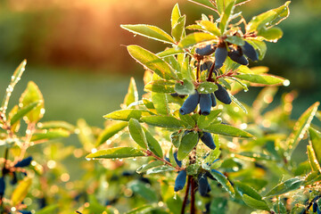 Ripe blue honeysuckle berries on a bush in a sunny garden, forming a colorful and vivid scene