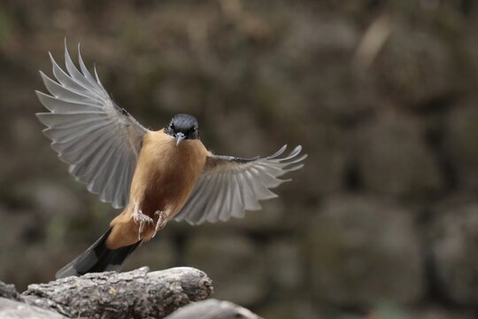 a rufous sibia about to land on a piece of wood