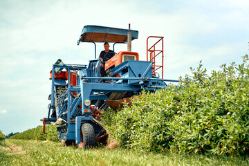A modern agricultural machine efficiently harvests crops in a vibrant field full of greenery