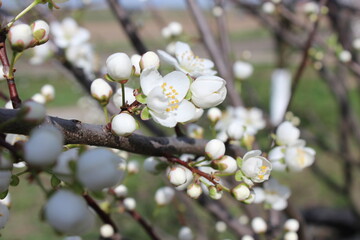 Close Up of Blossoming Cherry Blossom Branch in Nature. Floral Beauty
