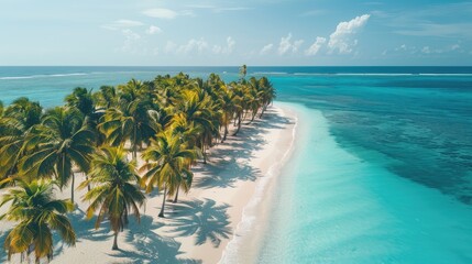 Tropical palm trees on sandy shoreline