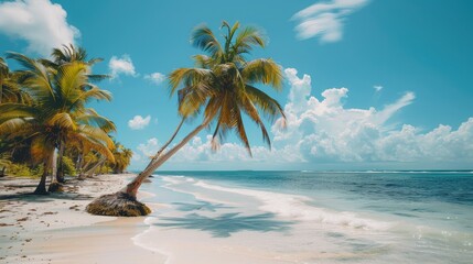 Tropical palm trees on sandy shoreline