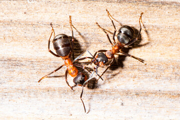 Nützliche Ameisen in der Natur und am Haus