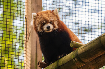 red panda bear looking down at the camera from its perch