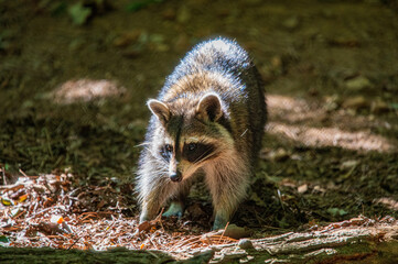 Racoon in the woods looking towards the camera