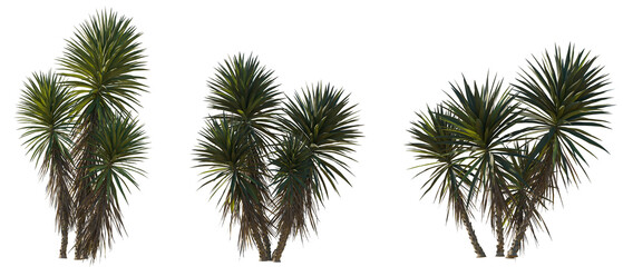Set of Yucca aloifolia (aloe yucca, dagger plant, and Spanish bayonet) frontal medium and small isolated png on a transparent background perfectly cutout