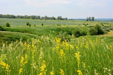 a field with yellow flowers and trees in the background 