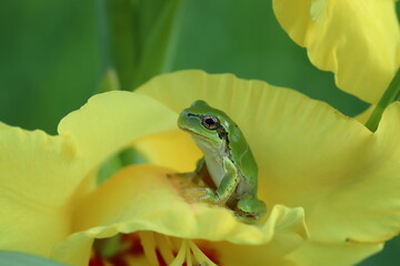 Tree frog on the yellow flower bed.