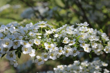 Blooming Branches of Spiraea Vanhouttei, a Symbol of Freshness. Garden Splendor.