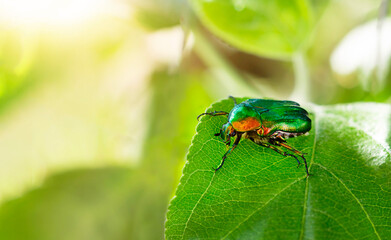 Beautiful dogbane beetle sitting on green leaf in the garden