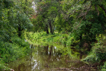 Obraz premium filled stream with trees to either side