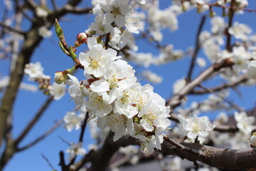 Obraz premium Cherry Plum Blossoms in a Fresh Spring Garden. Early Season Beauty.