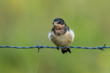 Barn swallow perched on barbed-wire fence