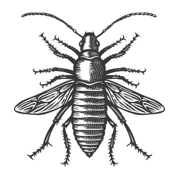 Detailed illustration of a black beetle with spread wings
