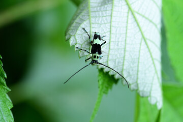小型のカミキリムシ　ラミーカミキリ © photo203
