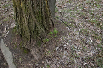 young green grass is breaking out near the roots of an old tree