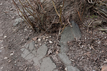 a tree has grown through the old asphalt.