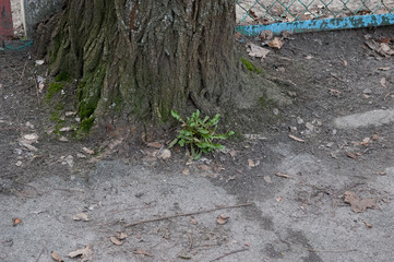 dandelion leaves at the roots of an old mossy tree.