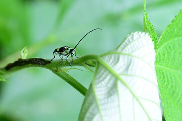 小型のカミキリムシ　ラミーカミキリ © photo203