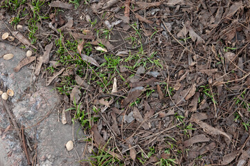 Next to the concrete curb, young green grass is breaking through old leaves and other debris