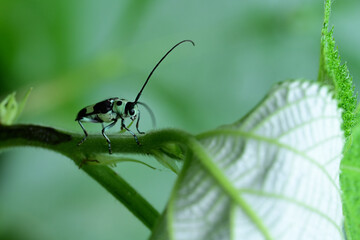 小型のカミキリムシ　ラミーカミキリ © photo203